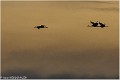 Migration_grues_A11_12658_RC