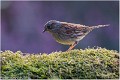 Moineau_520_0978_RC