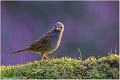 Moineau_Z20_0029_RC