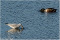 Mouette_A10_8007_RC