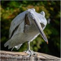 PELICAN_FRISE_Z19_2699_RC