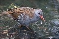 RALE_D-EAU_17_4544_RC