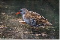 RALE_D-EAU_A17_4551_RC