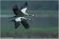 Vol de Grues_B14_0177-2_RC