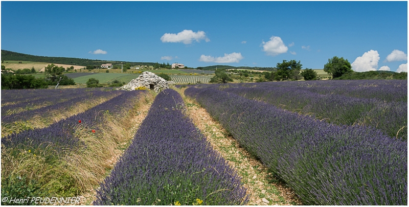 Lavandes_Provence_B16_1714_RC.JPG