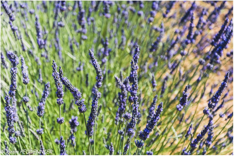 Lavandes_Provence_B16_1738_RC.JPG
