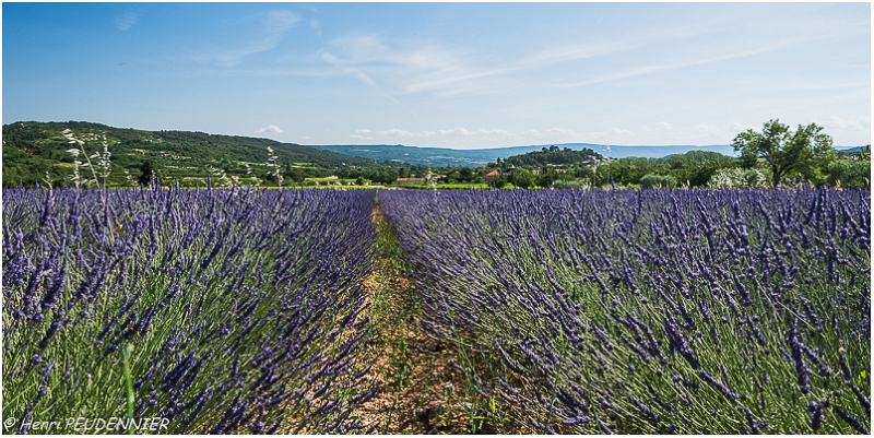 Lavandes_Provence_B16_1739_RC.JPG