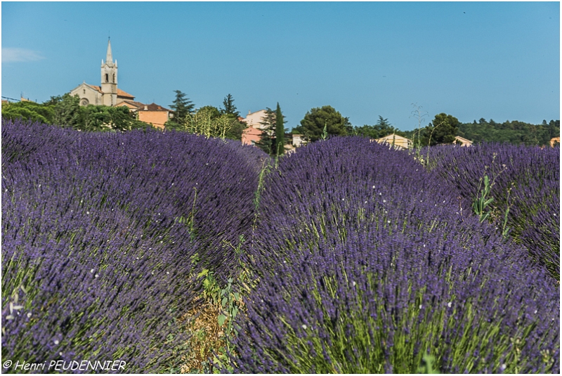 Lavandes_Provence_B16_1764_RC.JPG