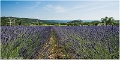 Lavandes_Provence_B16_1739_RC