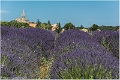 Lavandes_Provence_B16_1764_RC