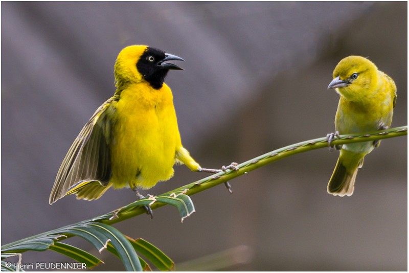 Z23_2793Analog Efex Pro 2_RC.jpg