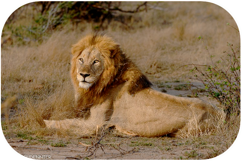 Lion du Kruger